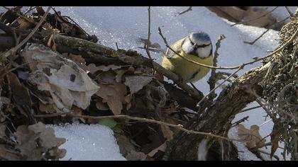 Eurasian Blue Tit