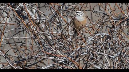 Rock Bunting