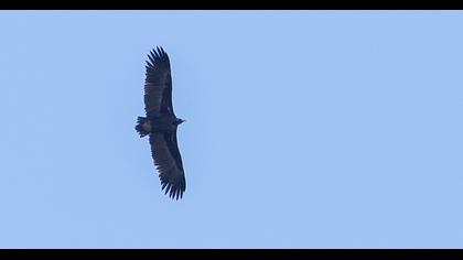 Cinereous Vulture
