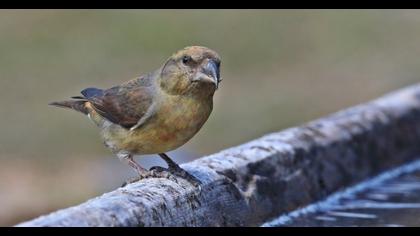 Red Crossbill