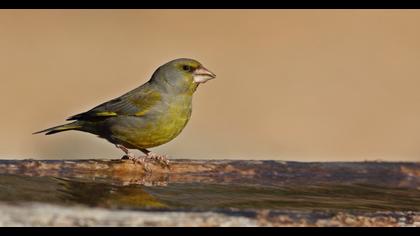 European Greenfinch