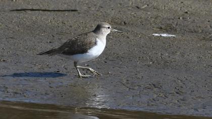 Common Sandpiper