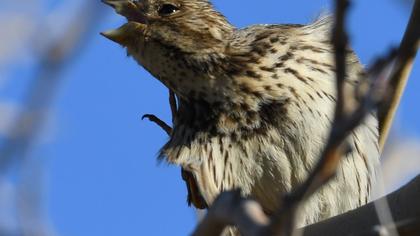 Corn Bunting