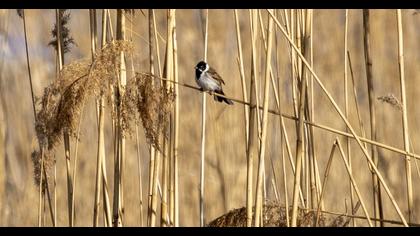 Common Reed Bunting