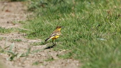 Western Yellow Wagtail