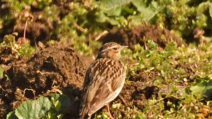 Woodlark