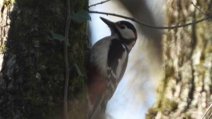 Great Spotted Woodpecker