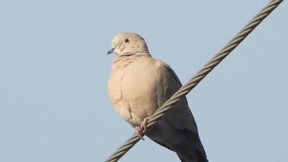 Eurasian Collared Dove