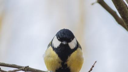 Great Tit