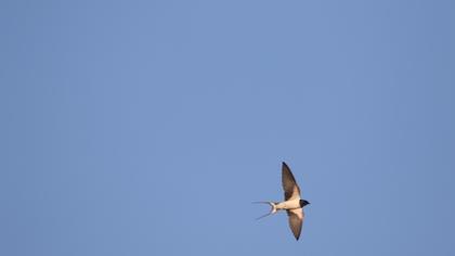 Barn Swallow