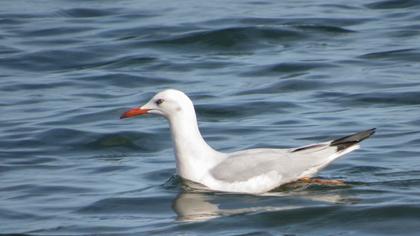 Slender-billed Gull