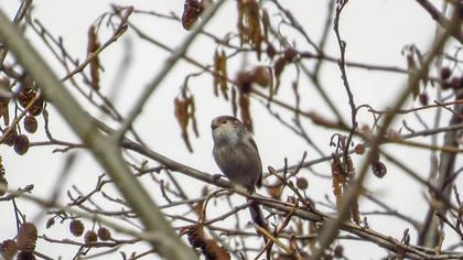 Long-tailed Tit