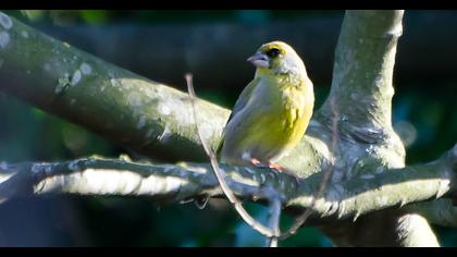 European Greenfinch