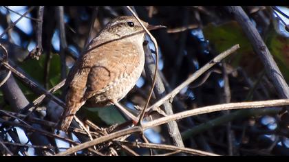 Eurasian Wren
