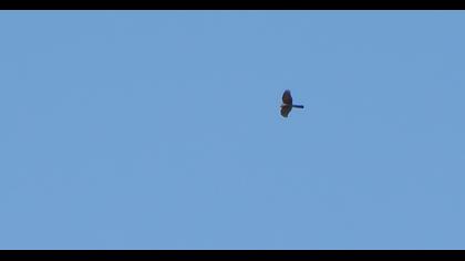 Eurasian Sparrowhawk