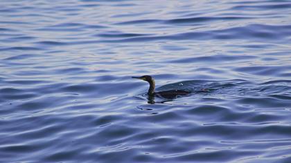 European Shag