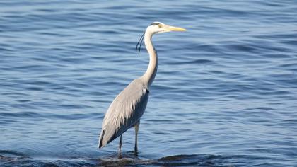 Grey Heron