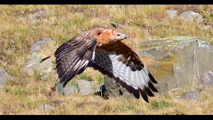 Long-legged Buzzard