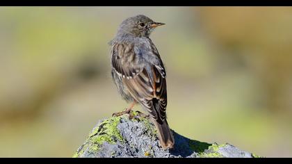 Alpine Accentor