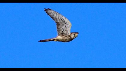 Common Kestrel