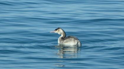 Great Crested Grebe