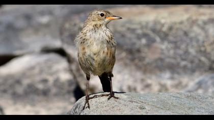 Water Pipit