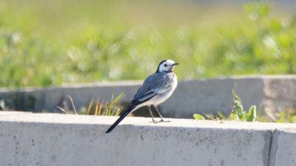 White Wagtail