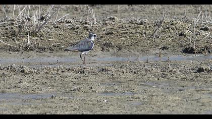 Northern Lapwing
