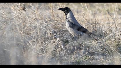 Hooded Crow
