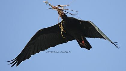 Northern Bald Ibis