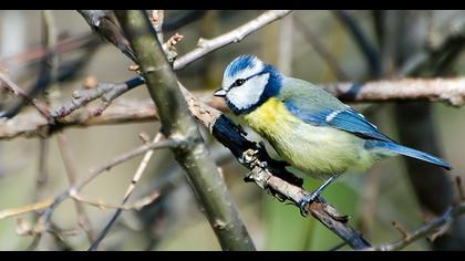 Eurasian Blue Tit