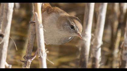 Cetti`s Warbler