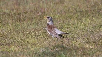 Fieldfare