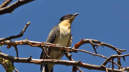 Great Spotted Cuckoo