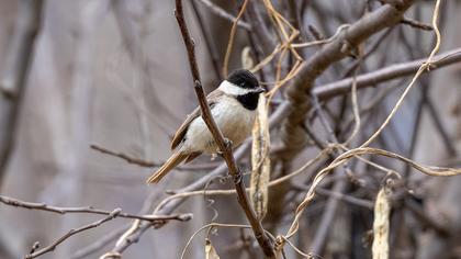 Akyanaklı baştankara