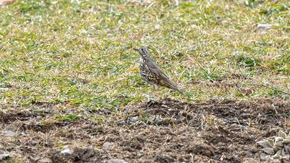 Mistle Thrush