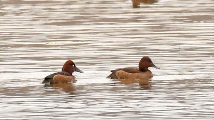 Ferruginous Duck