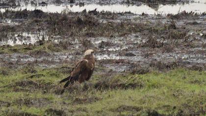 Western Marsh Harrier