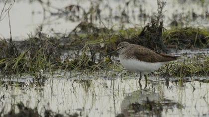 Green Sandpiper