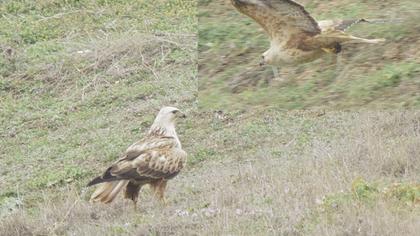 Long-legged Buzzard