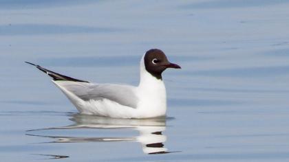 Black-headed Gull
