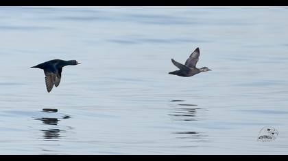 Common Scoter