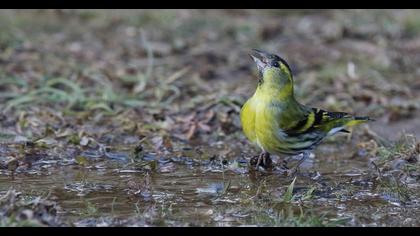 Eurasian Siskin
