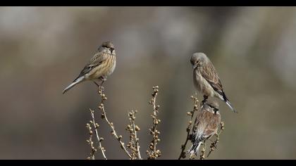 Common Linnet