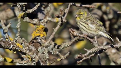 European Serin
