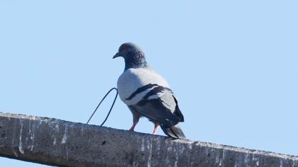 Rock Dove