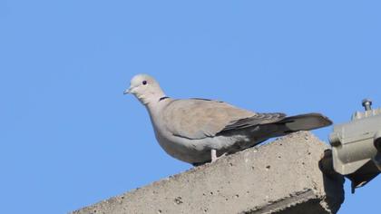 Eurasian Collared Dove
