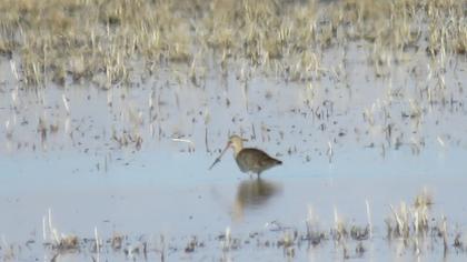 Black-tailed Godwit