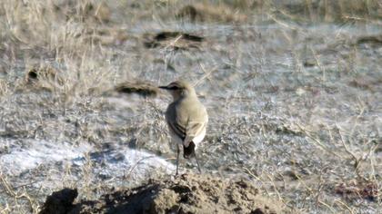 Isabelline Wheatear