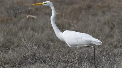 Great Egret
